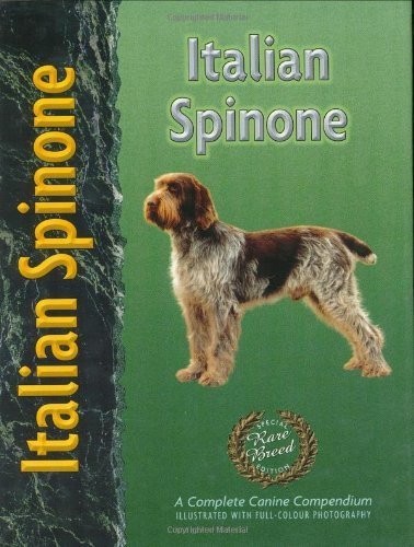Italian spinone - spinone, (pet