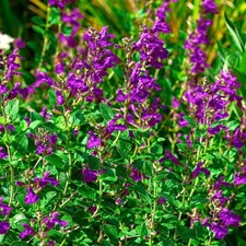 Salvia Nachtvlinder Deep Purple Flowering Perennial  Garden Plant | 9cm Pot