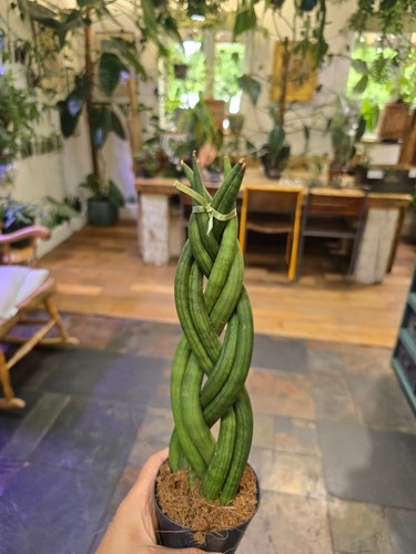 Braided sansevieria cylindrica - braided,