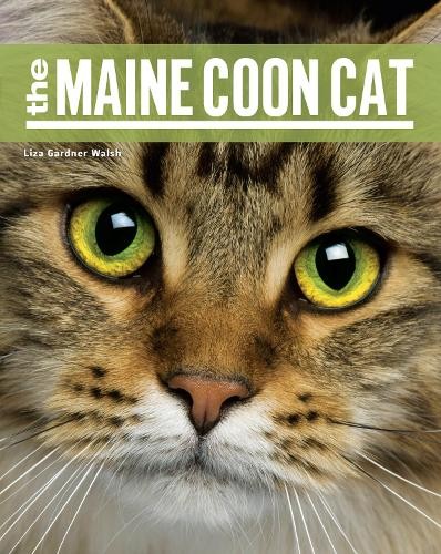The maine coon cat - the,