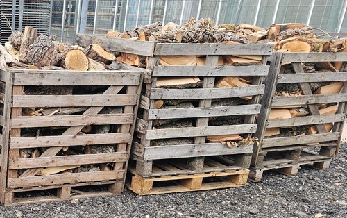 Oak willow logs - oak,