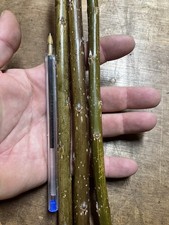  Willow Cuttings - Hybrid super fast growing cuttings X 25 Length 30cm pencils 