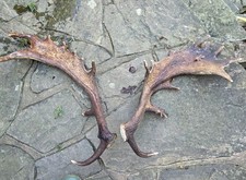 Fallow Deer Antlers Set Found