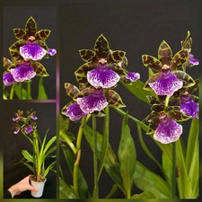 Zygopetalum "Jumping Jack"