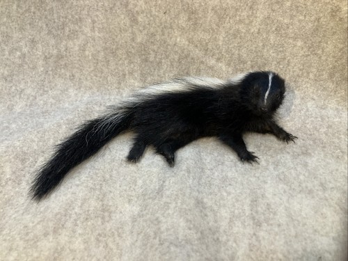 Juvenile life size skunk - life,