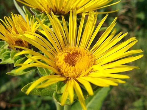 Elecampane seeds inula - elecampane,