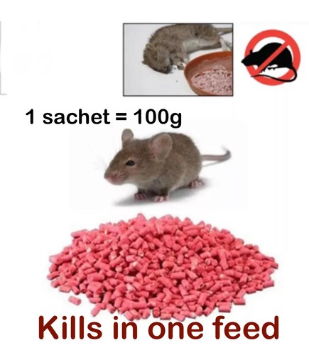 Rat mouse rodent - rodent, poison