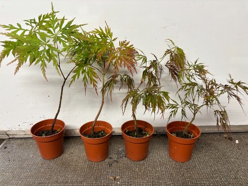 Japanese maples acer palmatum - maples,