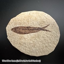 Fossil Small Fish - Eocene - USA - Genuine Fossil with COA