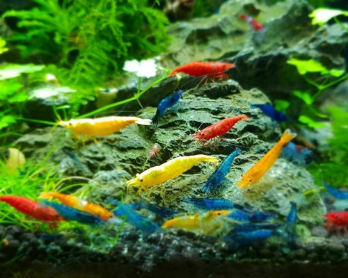 Mixed color neocaridina - mixed,