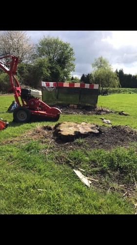 Stump grinding removal - stump,