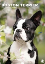 Boston Terrier Calendar 2026