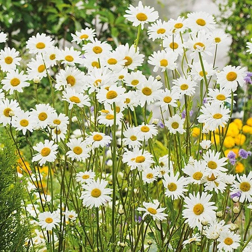 Eye daisy bare - ox,