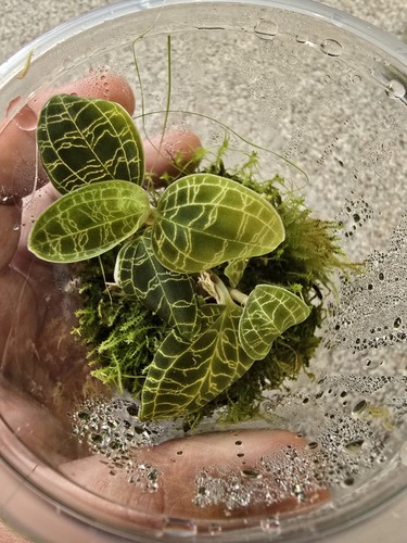 Macodes petola lightning jewel - petola,