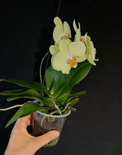 Phalaenopsis soft green - phalaenopsis, 1