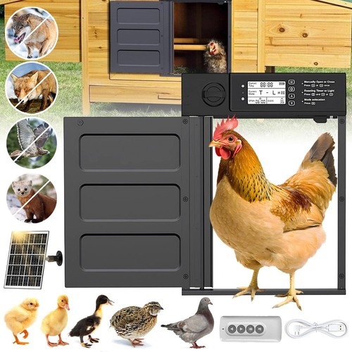 Automatic chicken door - chicken,