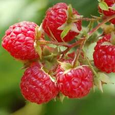 10x Raspberry Canes 'Glen Ample' Plants Bare Root Garden