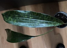 Aspidistra Well Spotted
