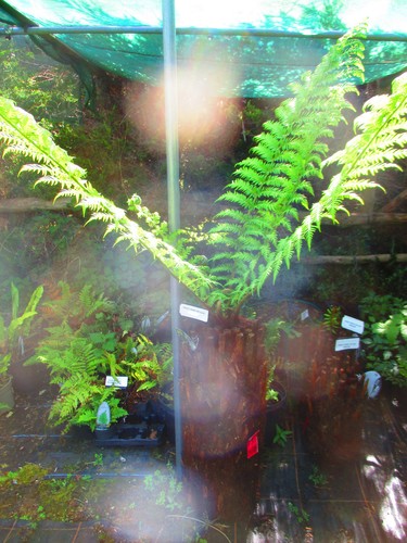 28inch trunk dicksonia - trunk,