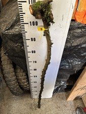 BLACKTHORN  WALKING STICK Thorny SHANK Knob Lot B1