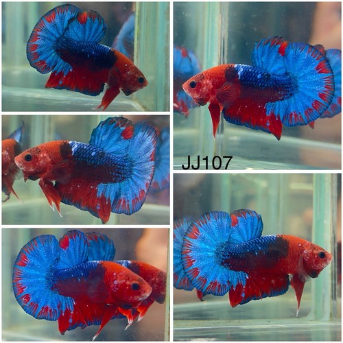 Male betta live fish - live,