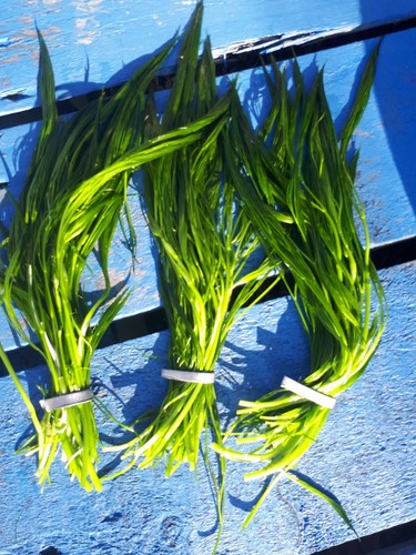 Bunches pond weed water - bunches,