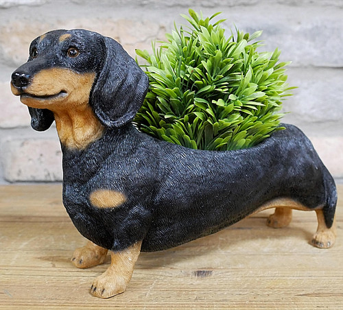 Dachshund indoor garden patio