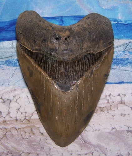 Megalodon shark tooth - shark, 1/4"