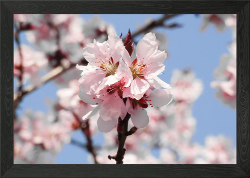 Bloom flower apricot tree