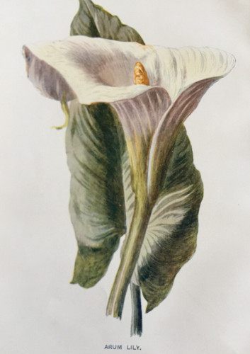 Antique print arum lily c1900 - antique,