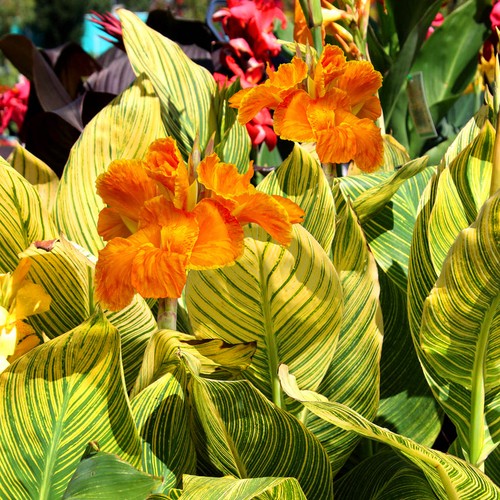 Canna tropicanna gold - tropicanna, |