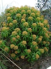 Euphorbia mellifera| Plug