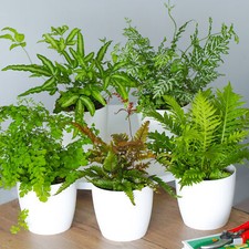 Fern Indoor House Plant Collection | 3 Potted Plants Perfect for Home or Office