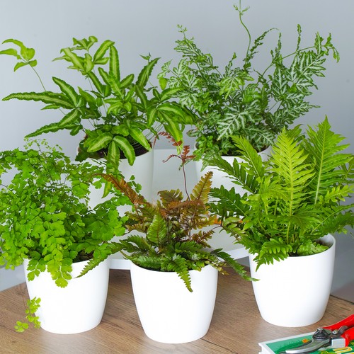 Fern indoor house - house, plant