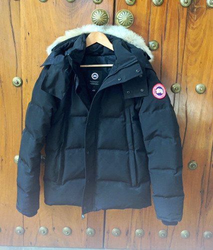 Canada goose black - canada,