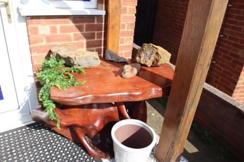 Teak solid tree root - tree, coffee