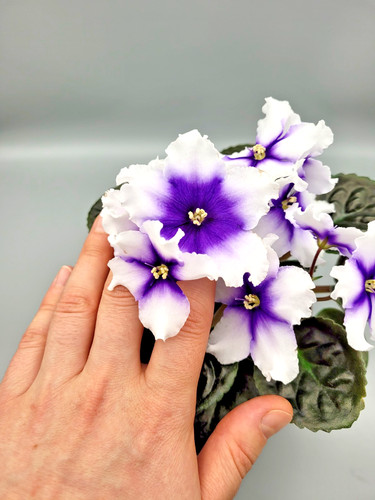 African violet standard - african,