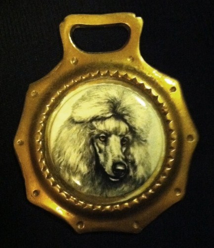 Wonderful vintage poodle - wonderful,