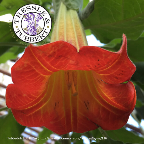 Brugmansia sanguinea scarlet - brugmansia,