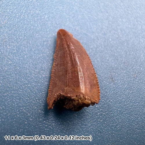 Genuine raptor dinosaur tooth