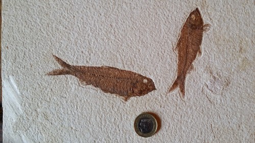 Lower eocene large fossil - 2x,