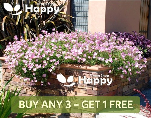 Showy evening primrose flower - evening,