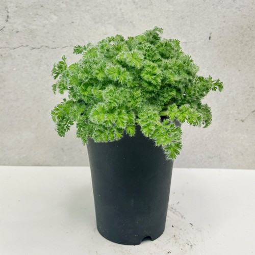 Pelargonium triste