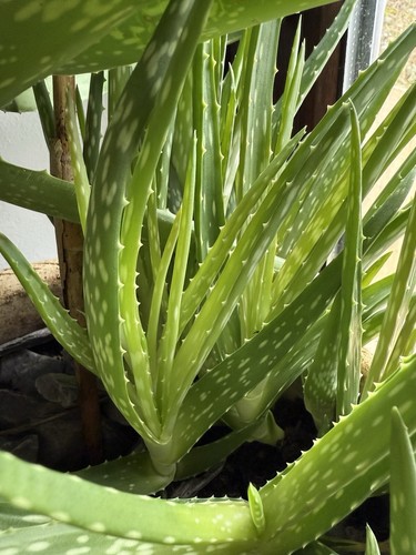 Sml med aloe - -, bare