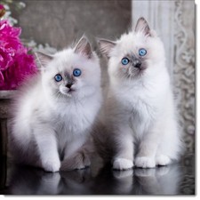 Doodlecards Cat Birthday Card