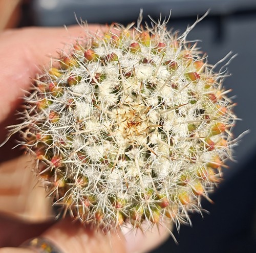 Mammillaria nejapensis - mammillaria,