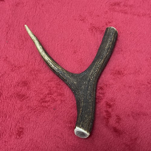 One piece deer antler y - piece, antler,