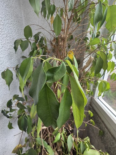 Ficus binjamina - ficus, fig)