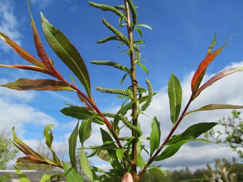 Willow tree harlequin - harlequin, mix