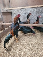 Shamo Organic Eggs(12)